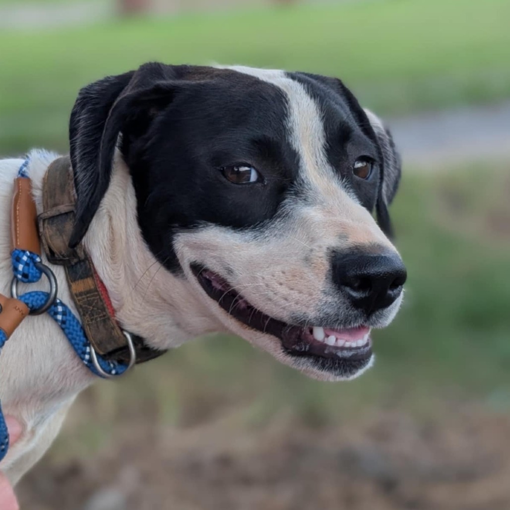 Jasper(Gemstones Litter), an adoptable Boxer, Feist in Lenoir, NC, 28645 | Photo Image 1