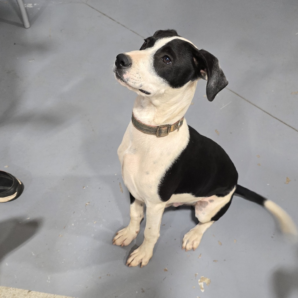 Jasper(Gemstones Litter), an adoptable Boxer, Feist in Lenoir, NC, 28645 | Photo Image 3