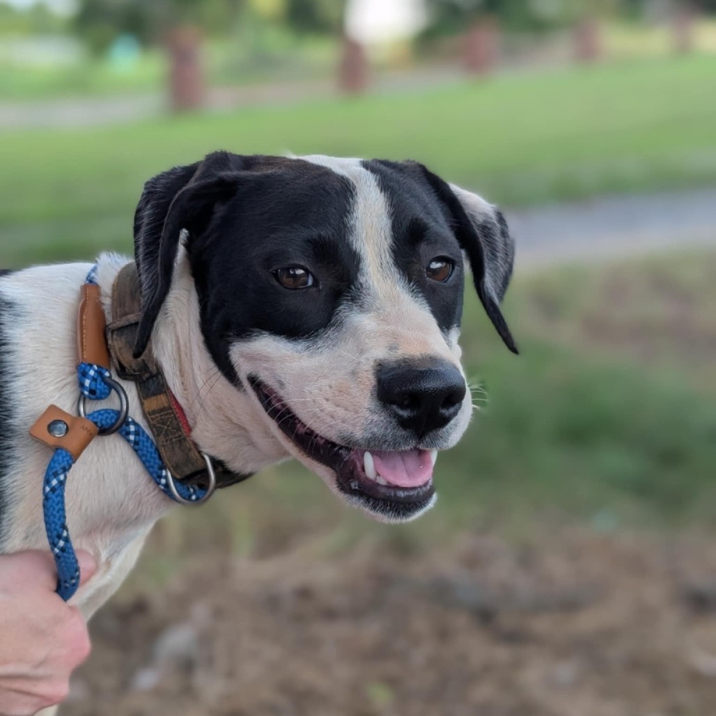 Jasper(Gemstones Litter), an adoptable Boxer, Feist in Lenoir, NC, 28645 | Photo Image 5