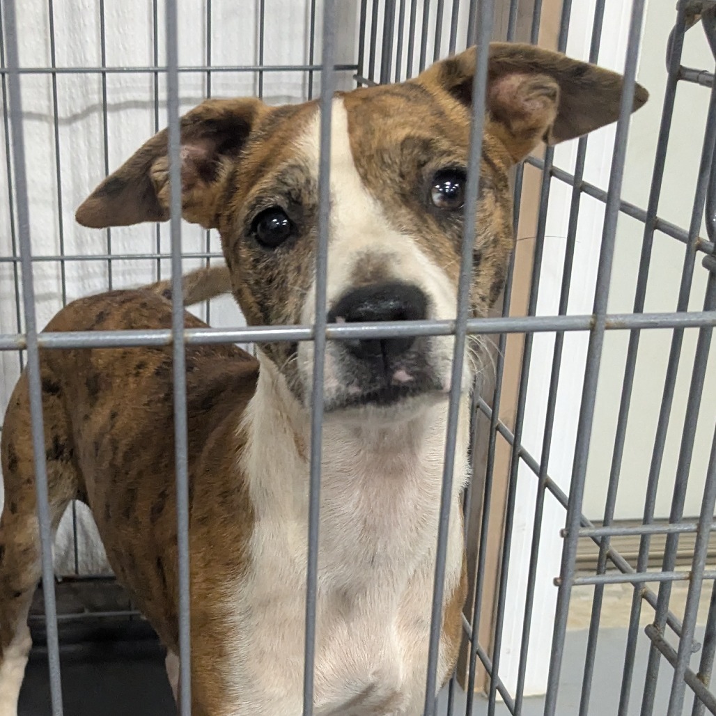 Pearl (Gemstones Litter), an adoptable Boxer, Feist in Lenoir, NC, 28645 | Photo Image 1