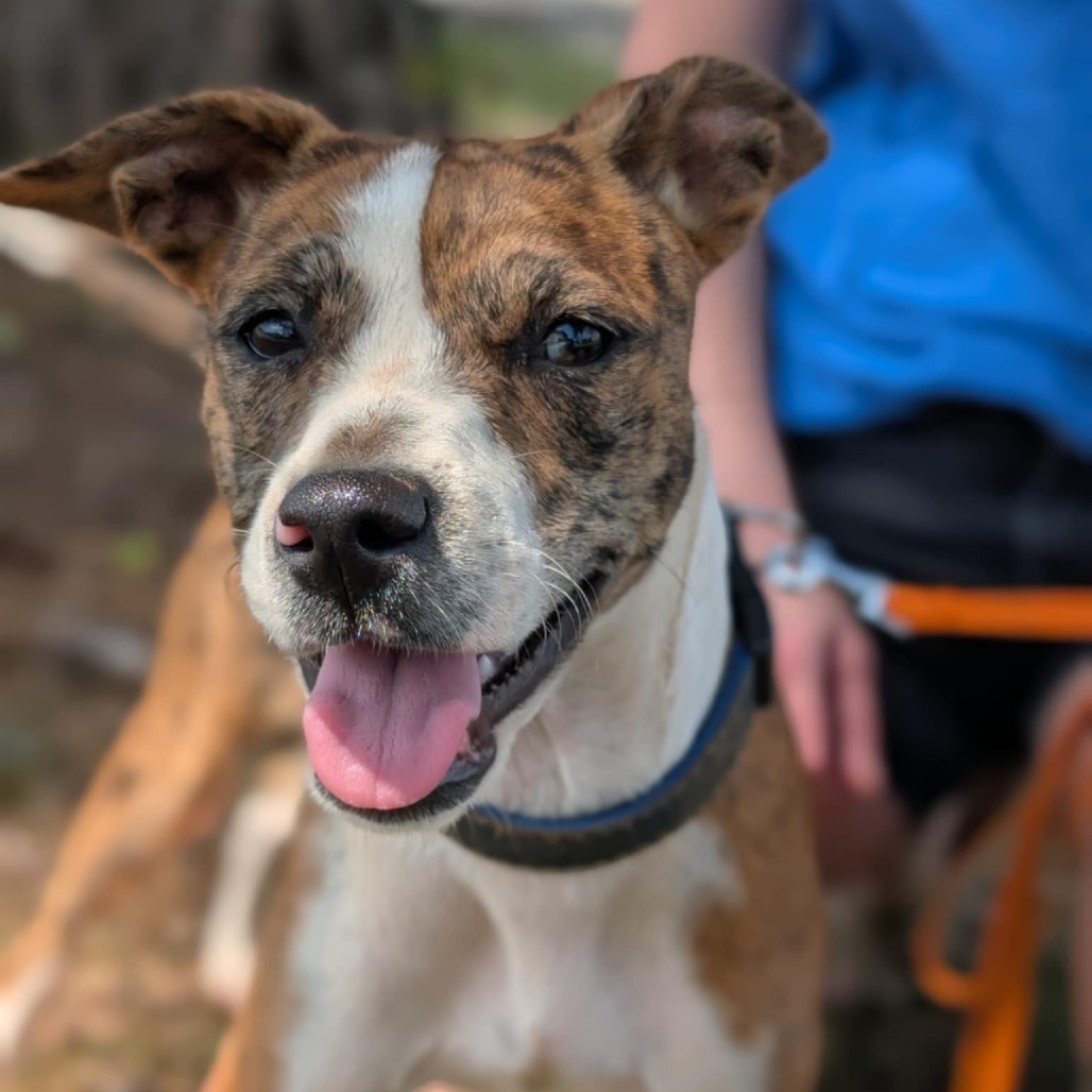 Pearl (Gemstones Litter), an adoptable Feist, Boxer in Lenoir, NC, 28645 | Photo Image 1