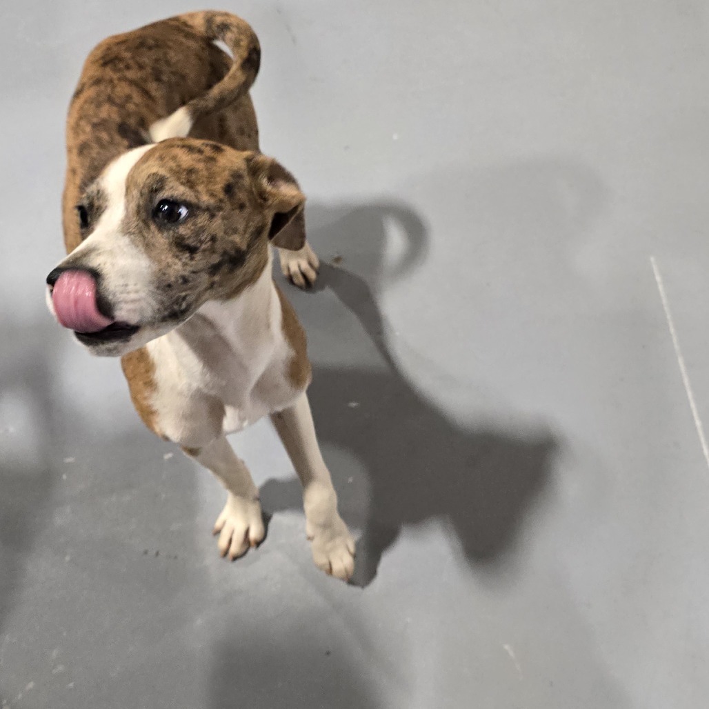 Pearl (Gemstones Litter), an adoptable Feist, Boxer in Lenoir, NC, 28645 | Photo Image 3