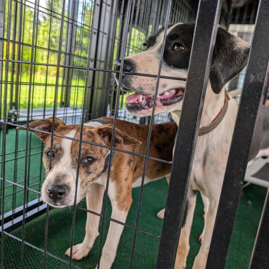 Pearl (Gemstones Litter), an adoptable Feist, Boxer in Lenoir, NC, 28645 | Photo Image 5
