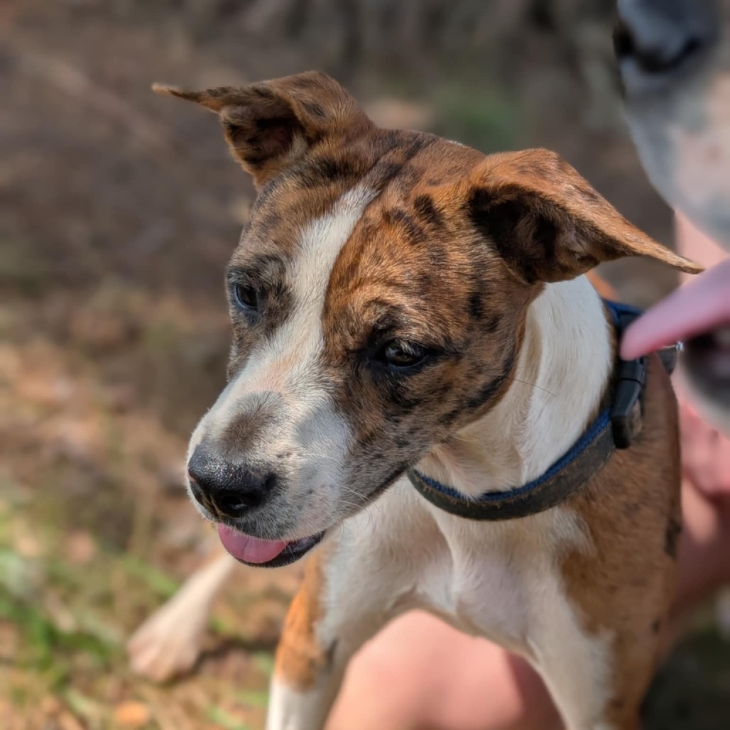 Pearl (Gemstones Litter), an adoptable Feist, Boxer in Lenoir, NC, 28645 | Photo Image 6