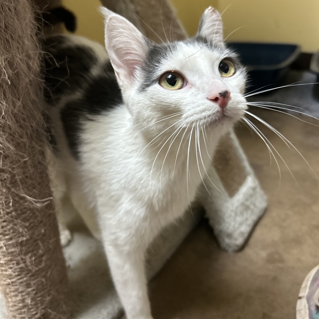 Honeydew - Lovely & sweet tiny girl!