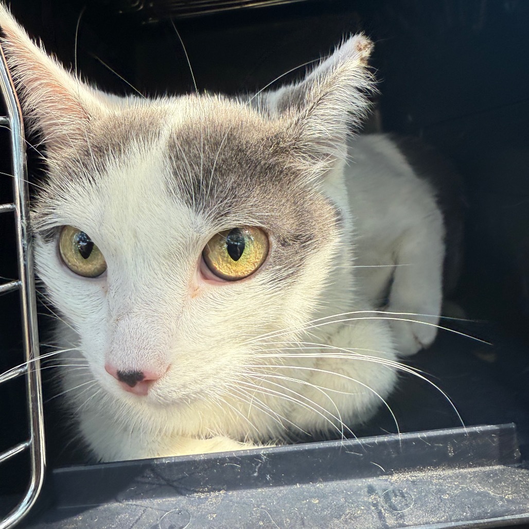Honeydew - Lovely & sweet tiny girl!
