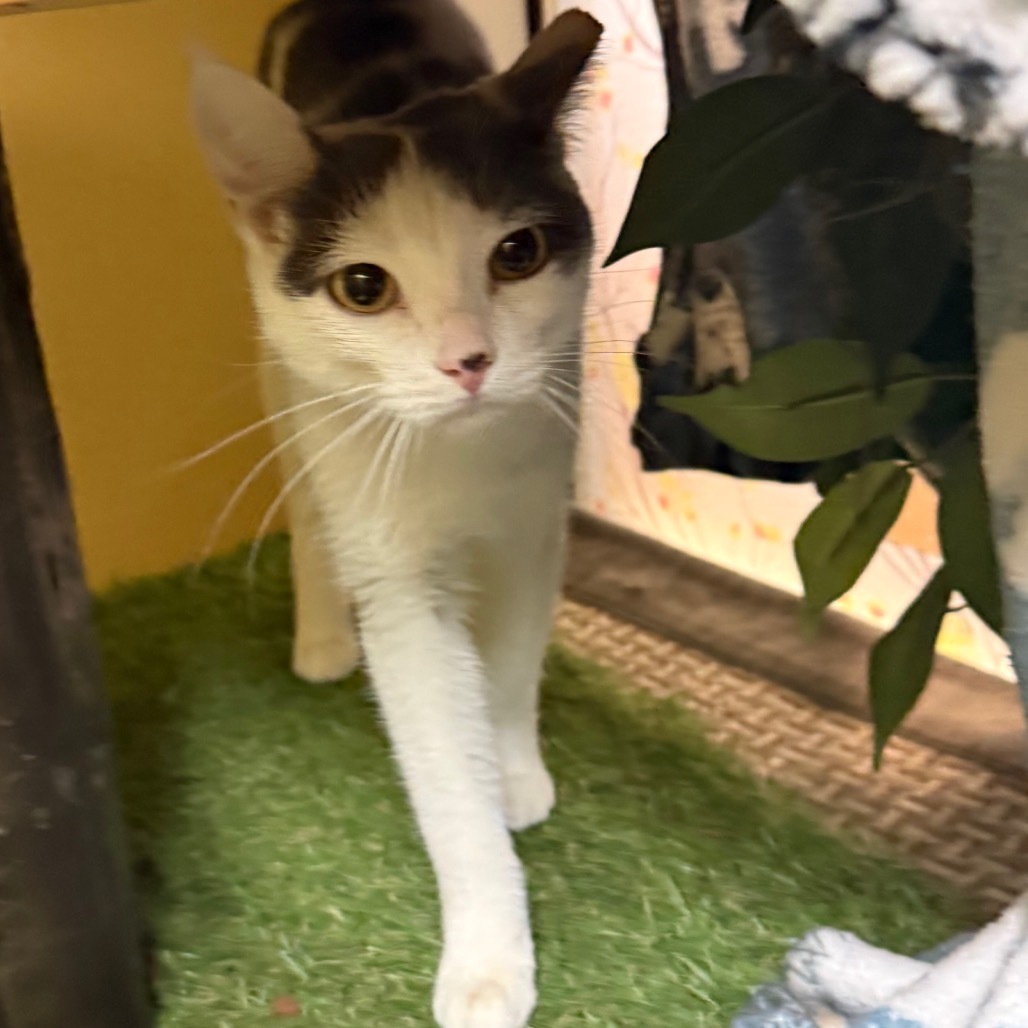 Honeydew - Lovely & sweet tiny girl!