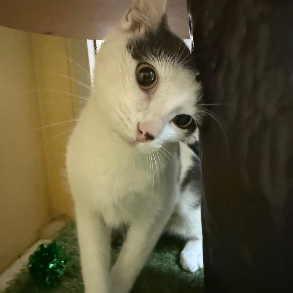 Honeydew - Lovely & sweet tiny girl!