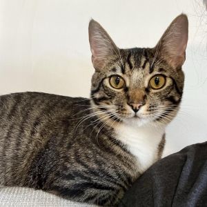 Say hello to Howie the charming 3-year-old tabby with those oh-so-cute white paws and a chest as fl