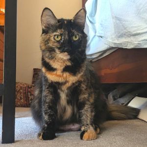 MJ is a 2-year-old FIV tortie girl with a very sweet personality She recently arrived at her curre