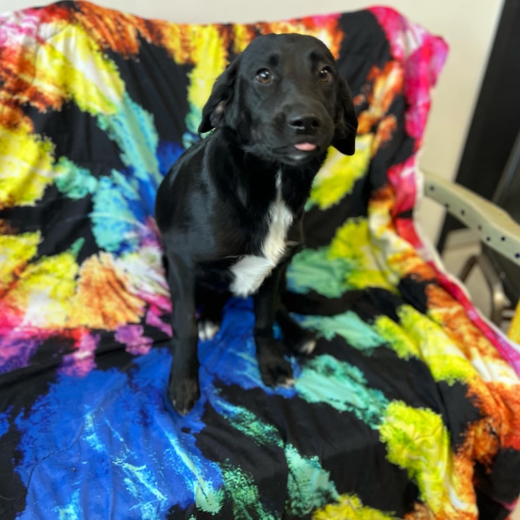Black Hole, an adoptable Black Labrador Retriever, Mixed Breed in Garden City, KS, 67846 | Photo Image 1