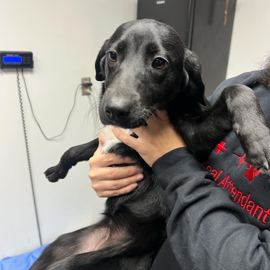 Black Hole, an adoptable Black Labrador Retriever, Mixed Breed in Garden City, KS, 67846 | Photo Image 2
