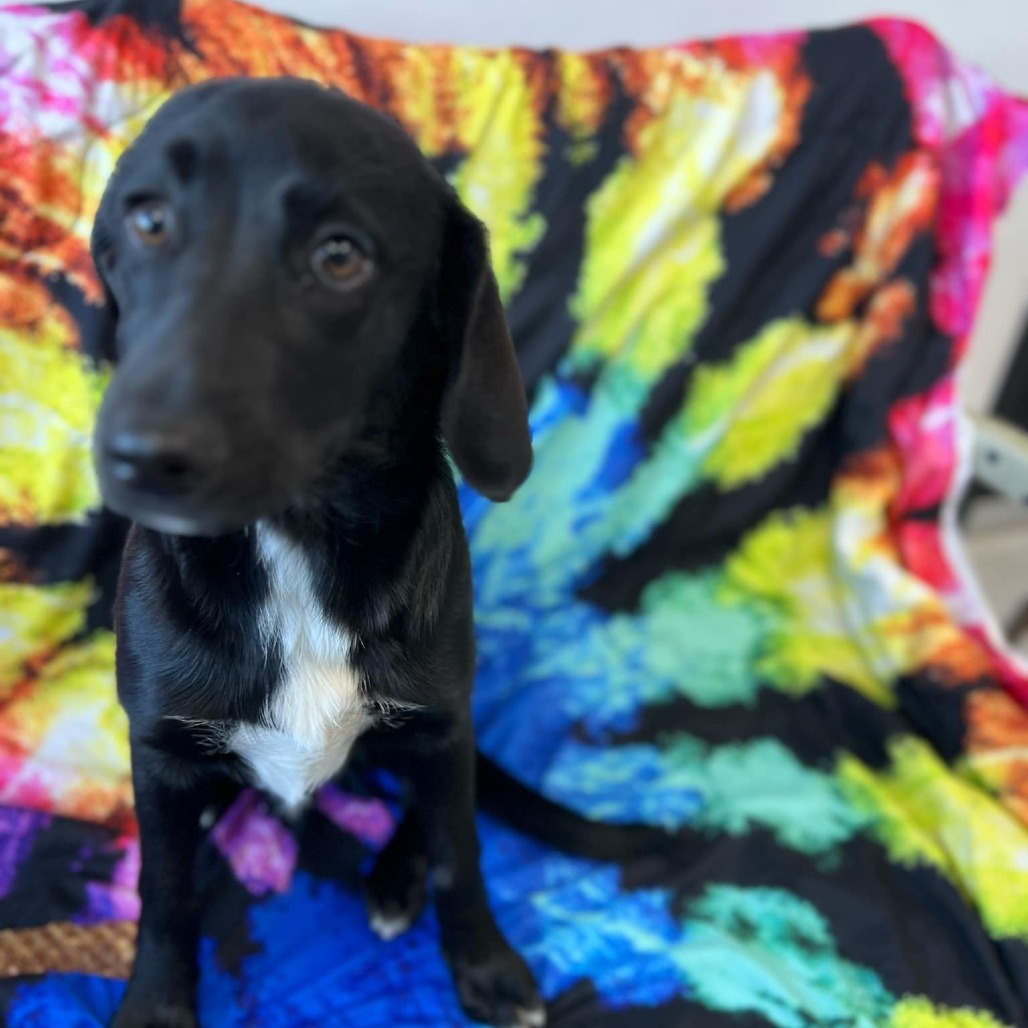Black Hole, an adoptable Black Labrador Retriever, Mixed Breed in Garden City, KS, 67846 | Photo Image 3