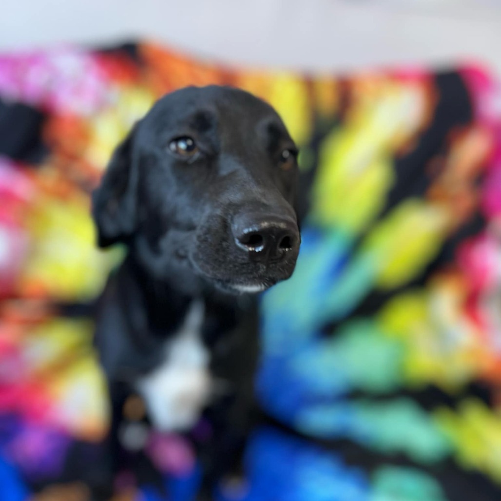 Black Hole, an adoptable Black Labrador Retriever, Mixed Breed in Garden City, KS, 67846 | Photo Image 4