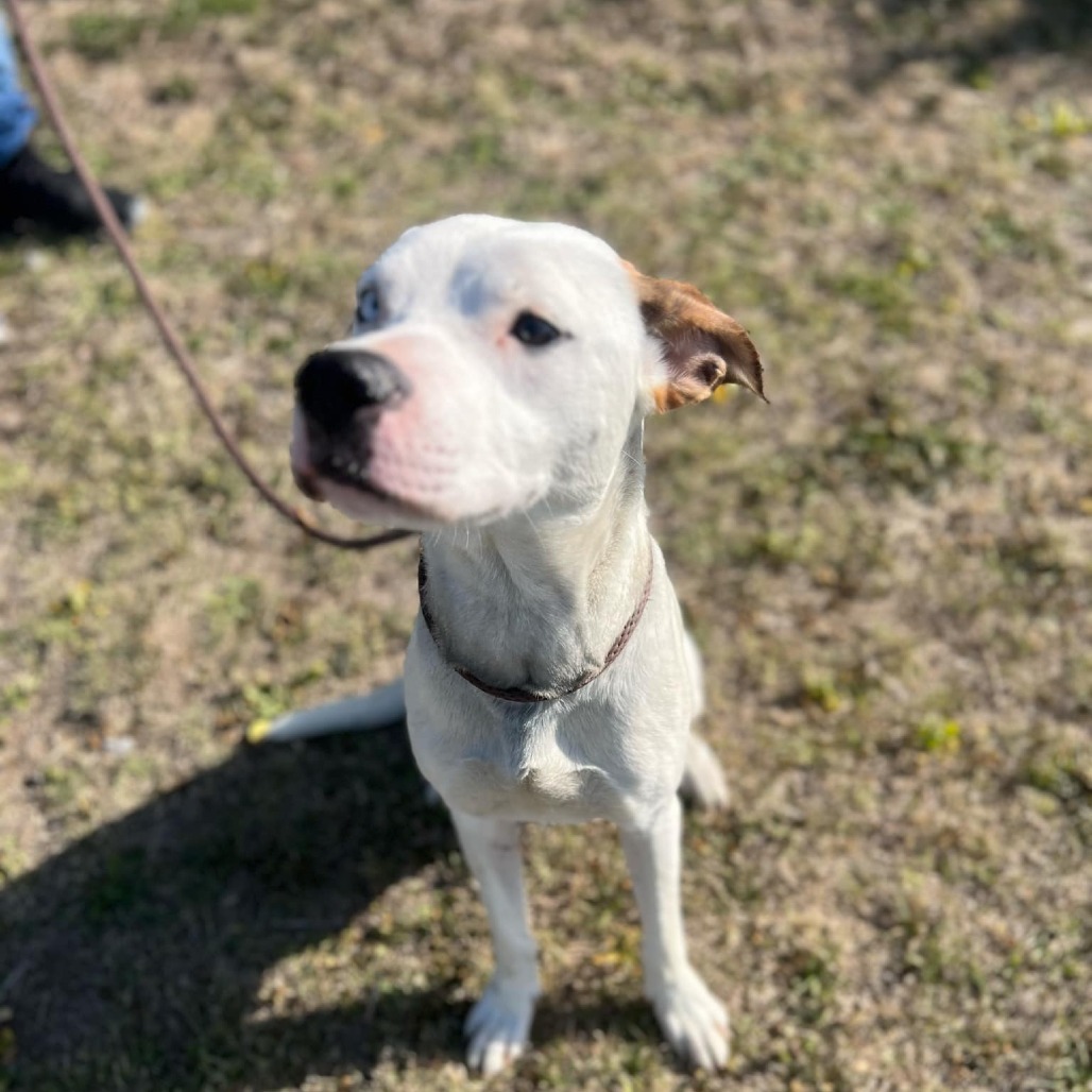 Two Dots, an adoptable Pit Bull Terrier in Garden City, KS, 67846 | Photo Image 1