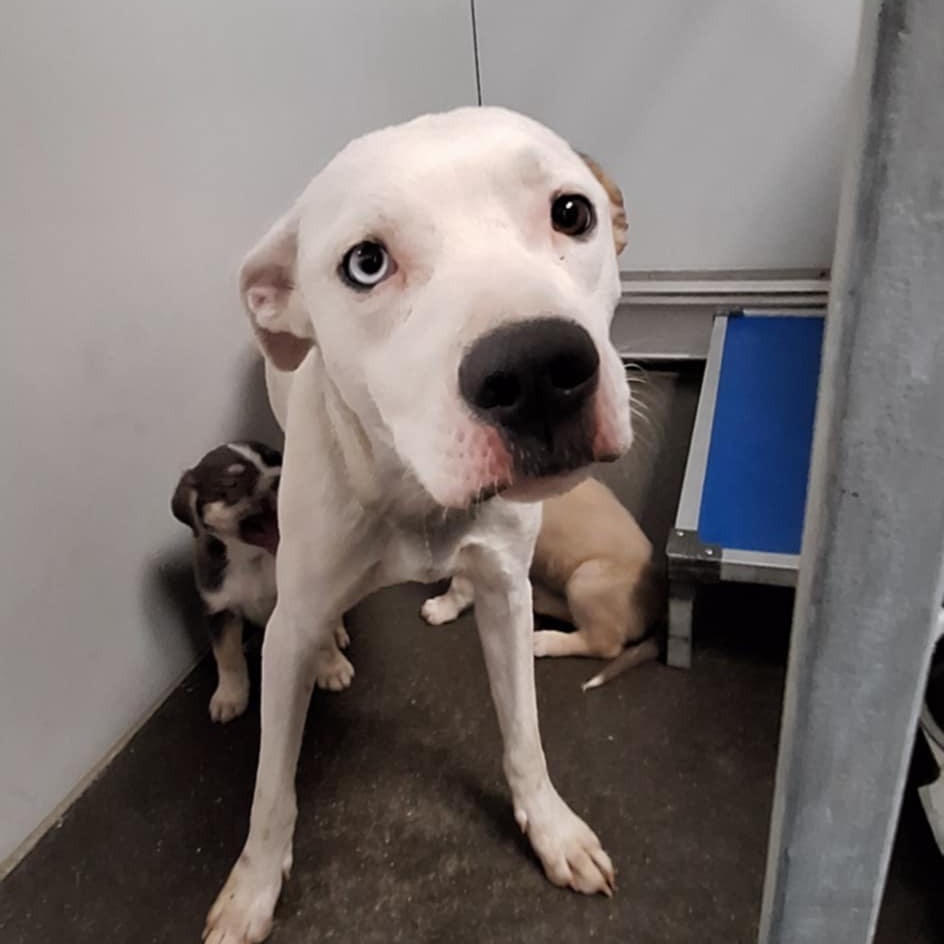 Two Dots, an adoptable Pit Bull Terrier in Garden City, KS, 67846 | Photo Image 2