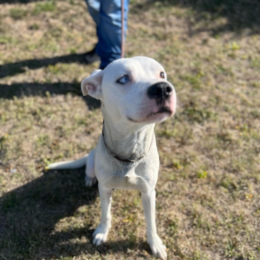 Two Dots, an adoptable Pit Bull Terrier in Garden City, KS, 67846 | Photo Image 3