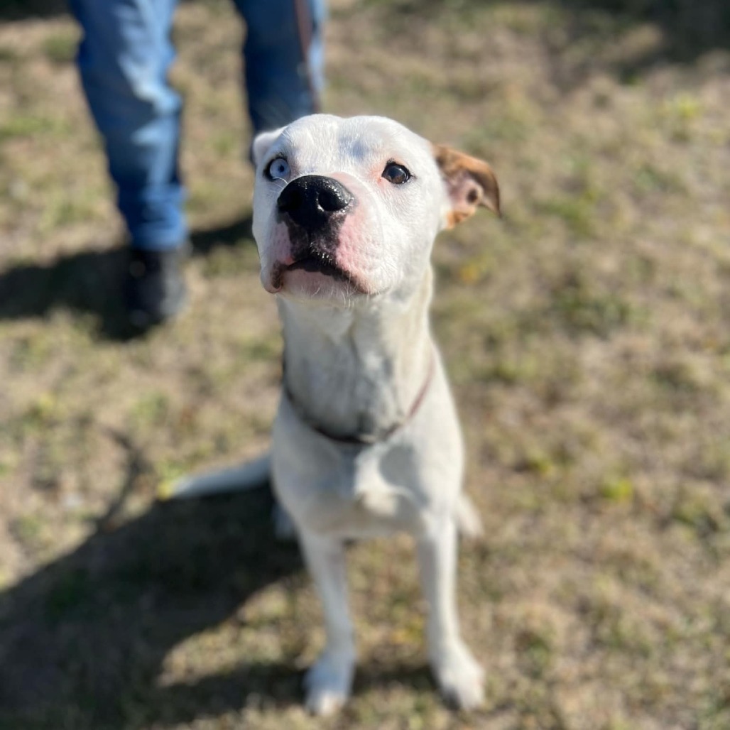 Two Dots, an adoptable Pit Bull Terrier in Garden City, KS, 67846 | Photo Image 4