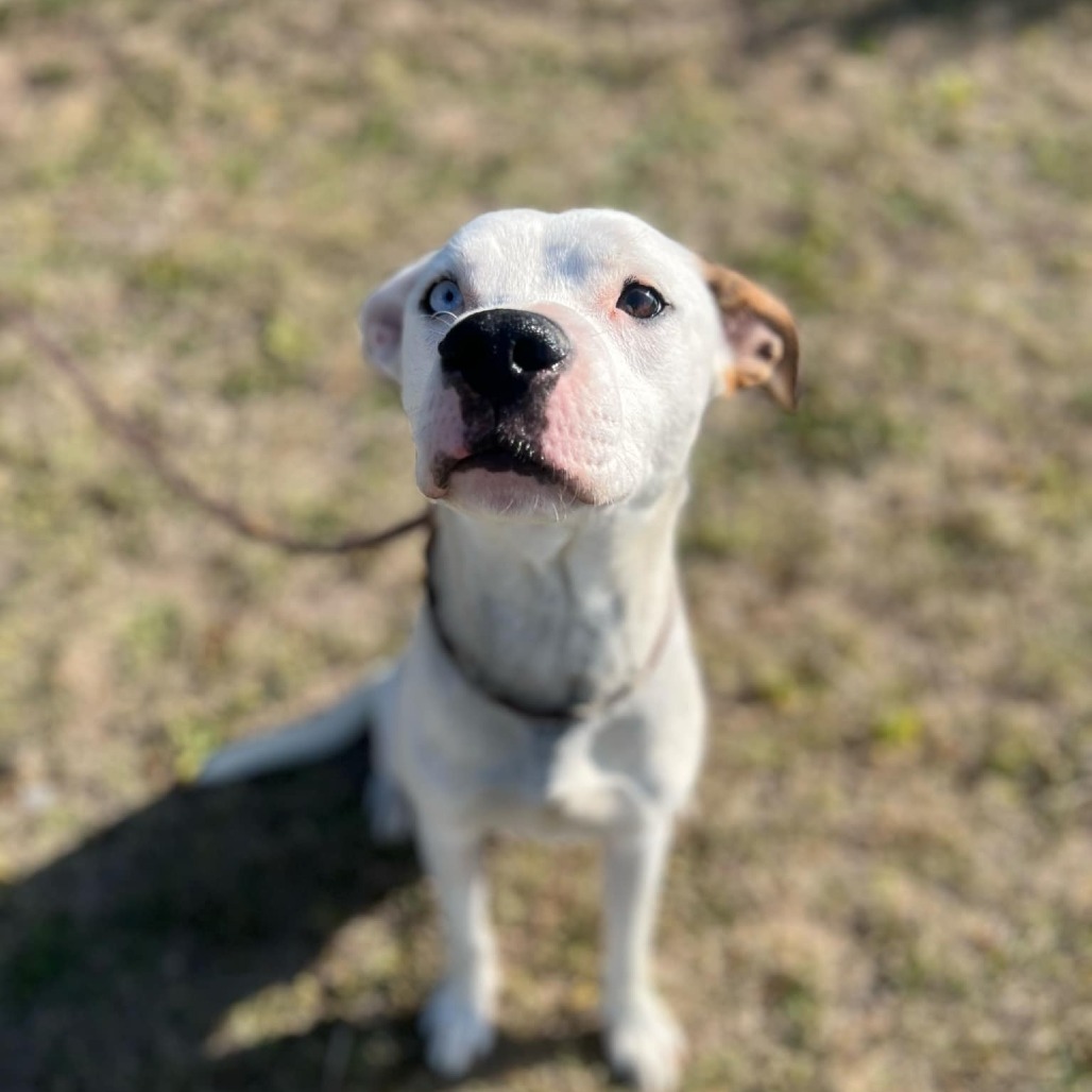 Two Dots, an adoptable Pit Bull Terrier in Garden City, KS, 67846 | Photo Image 5