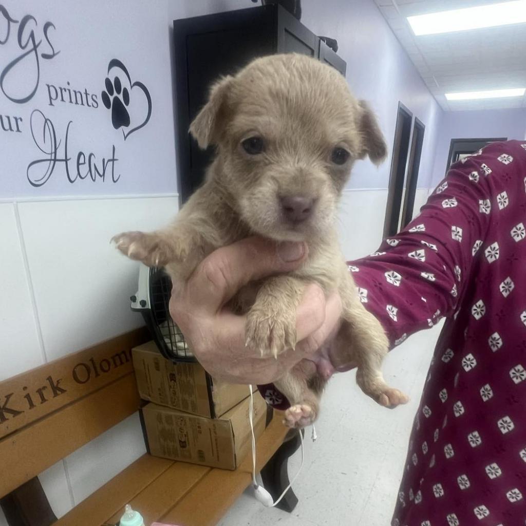 Squiggy, an adoptable Mixed Breed in Garden City, KS, 67846 | Photo Image 2