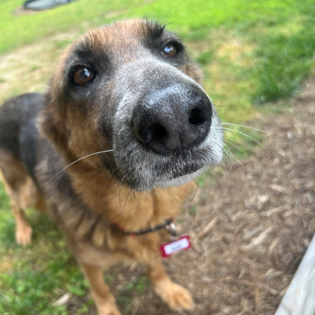 Bebe