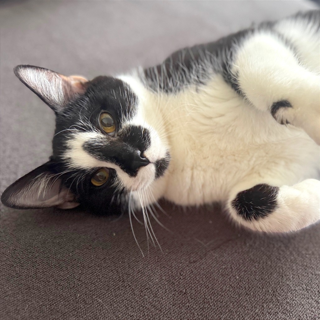 Jellybean