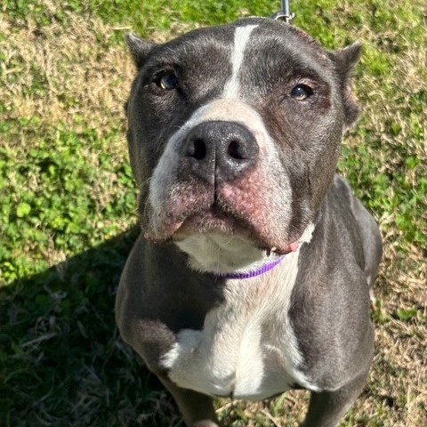 Jodi Girl