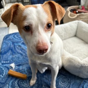 Meet Elvis a sweet and sensitive two-year-old whos still learning to navigate the world with confi
