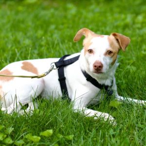 Meet Elvis a sweet and sensitive two-year-old whos still learning to navigate the world with confi