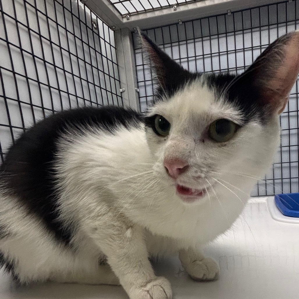 Tay(At Petsmart-Alabaster)