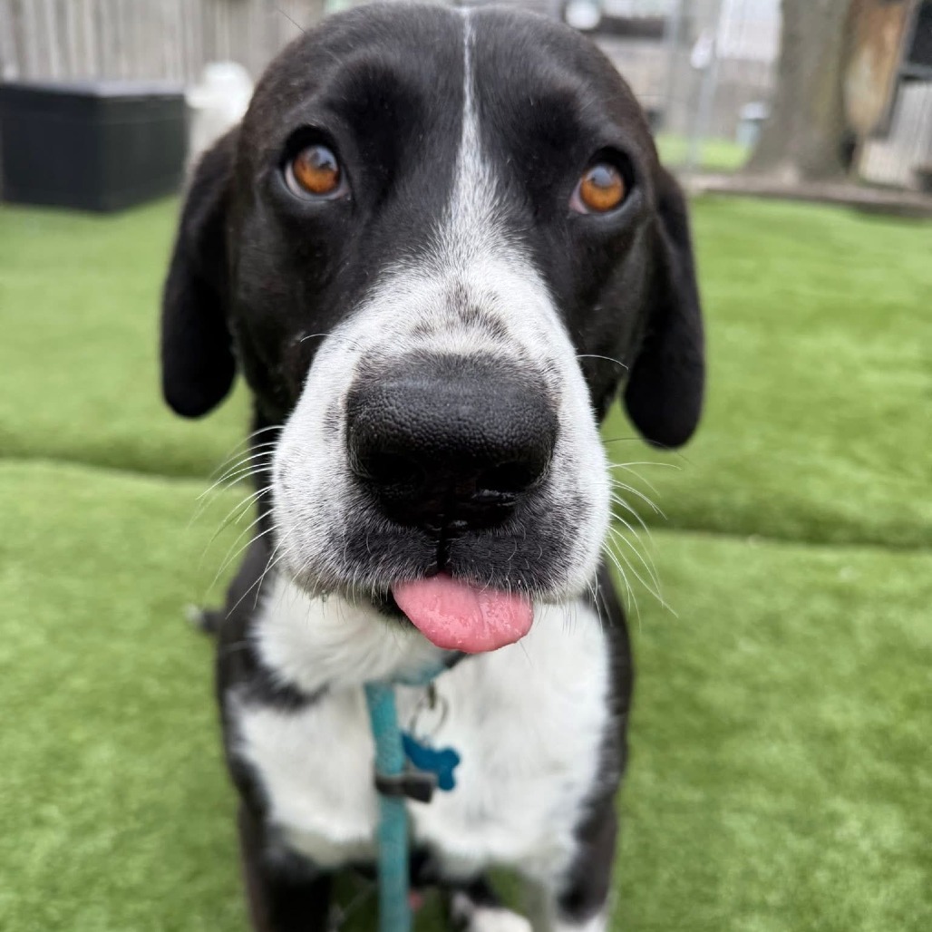 Beau