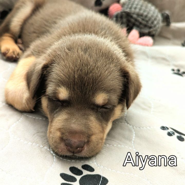 Aiyana 4