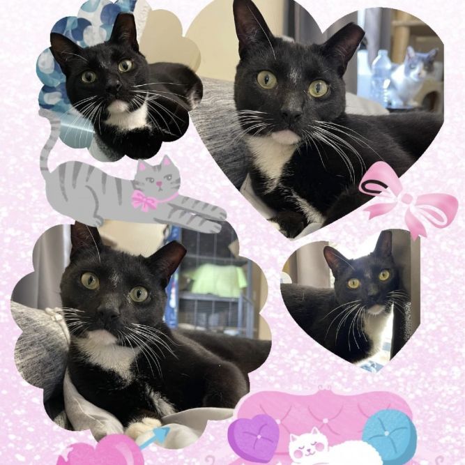 Domino