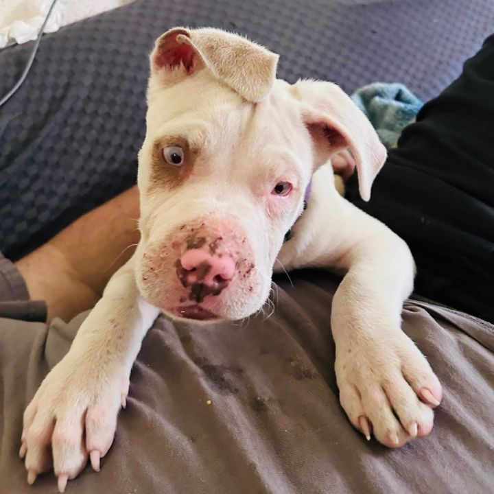 Roscoe 1