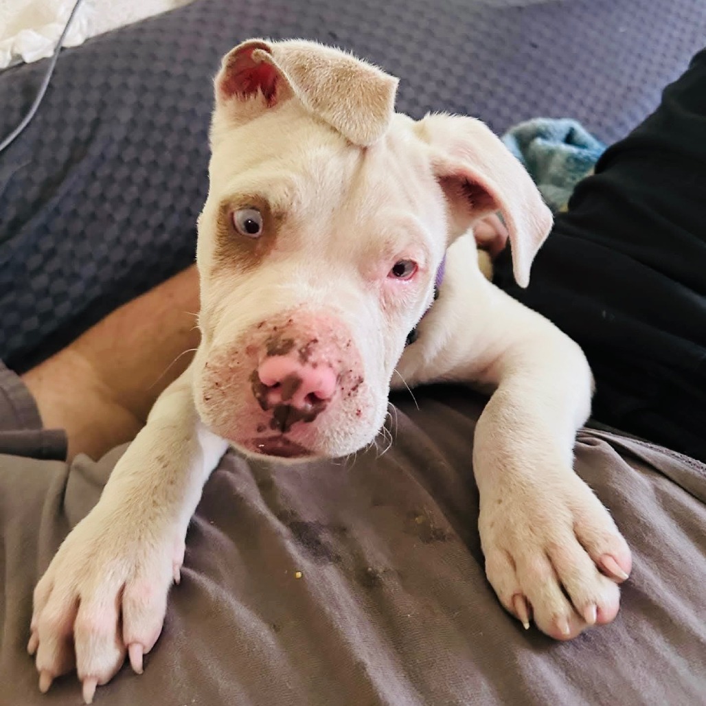 Roscoe