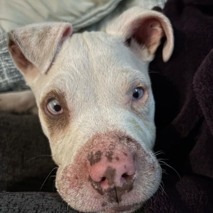 Roscoe 2