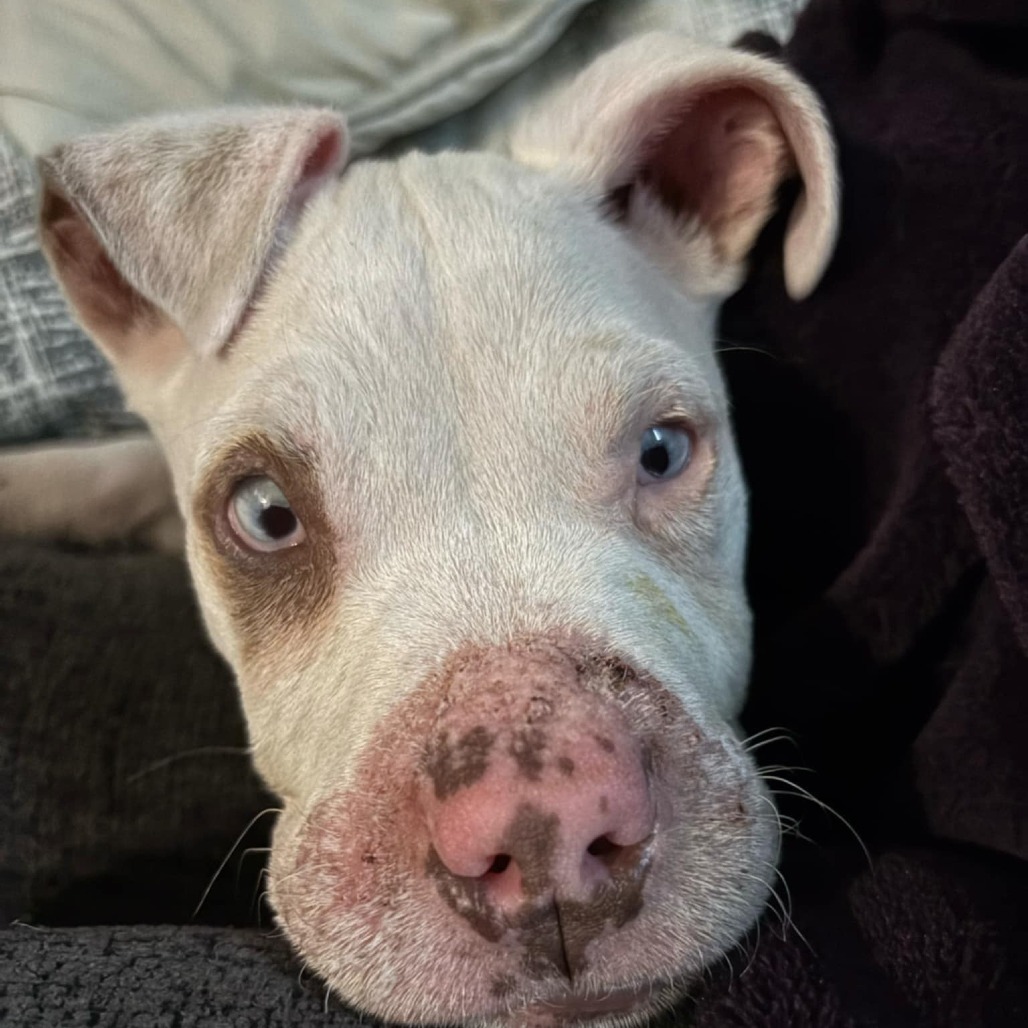 Roscoe