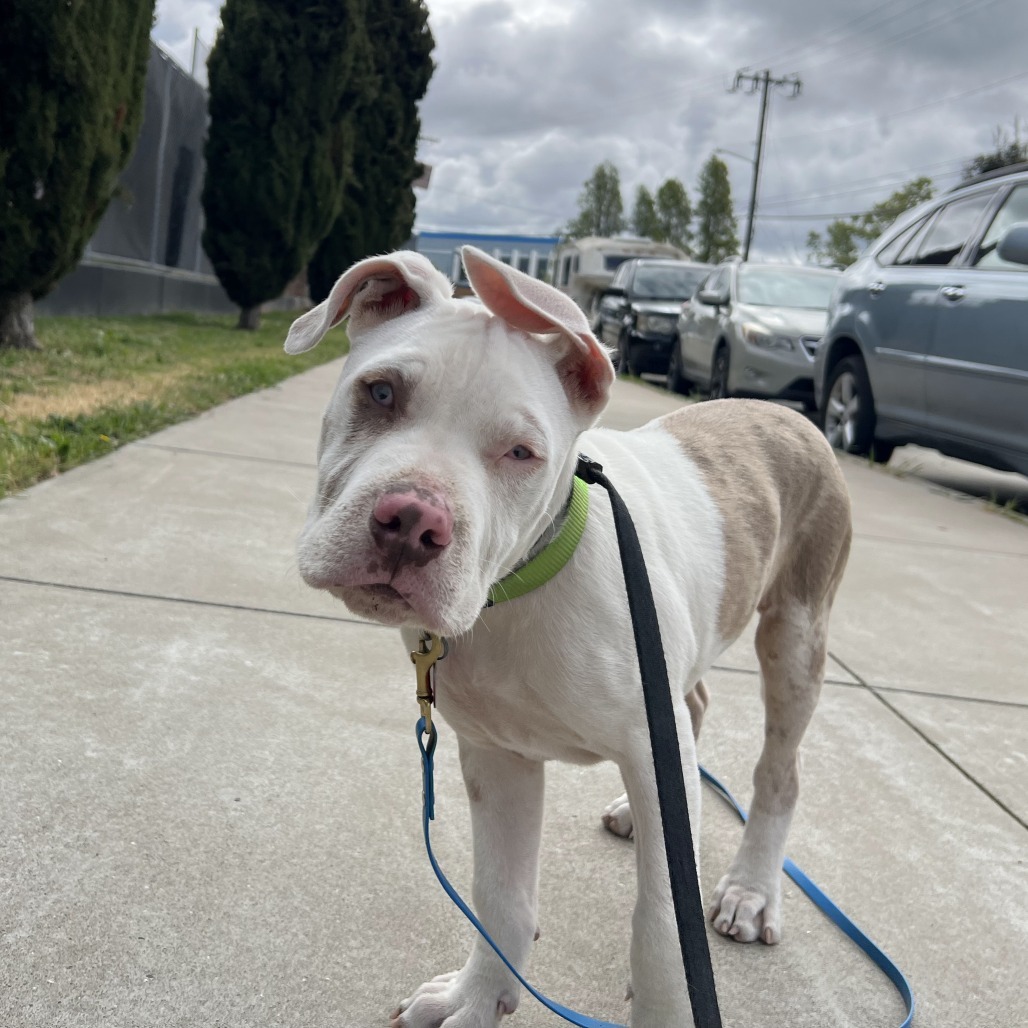 Roscoe