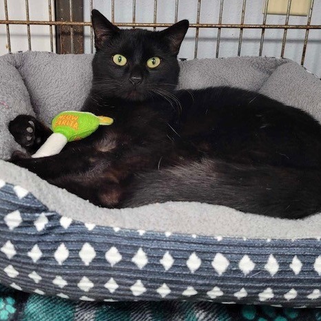 Orion, an adoptable Domestic Short Hair in Duncan, OK, 73533 | Photo Image 1
