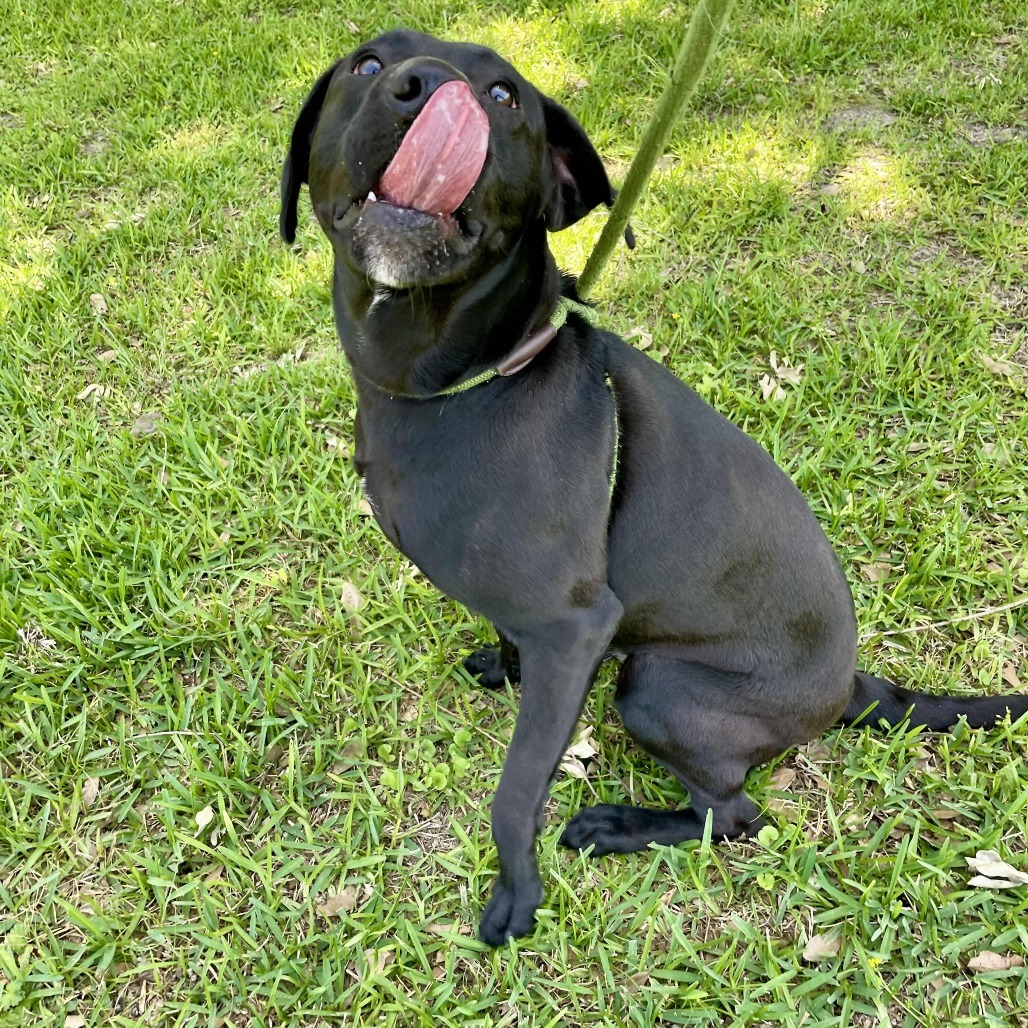 Loki
