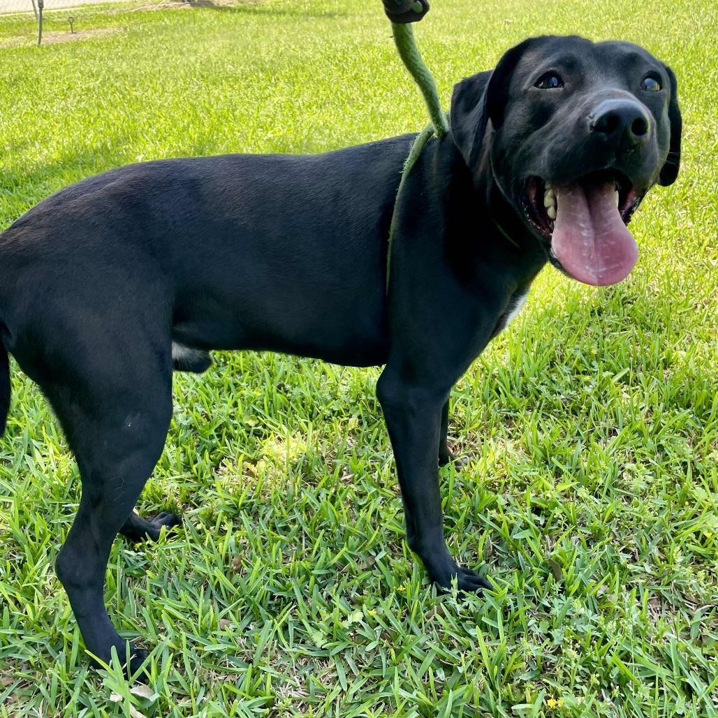 Loki