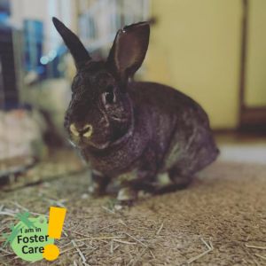 Courier, Senior Male American