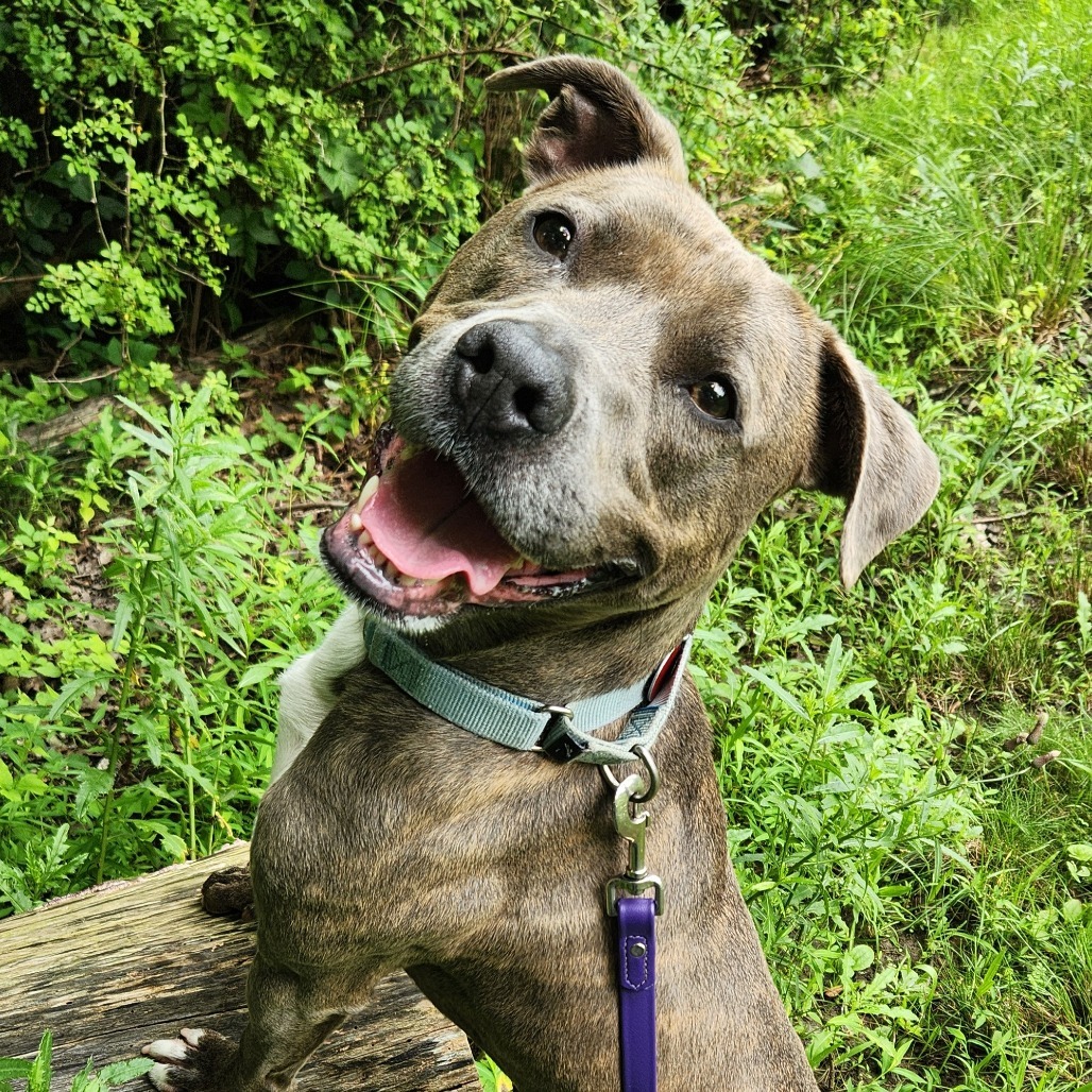 Sybil