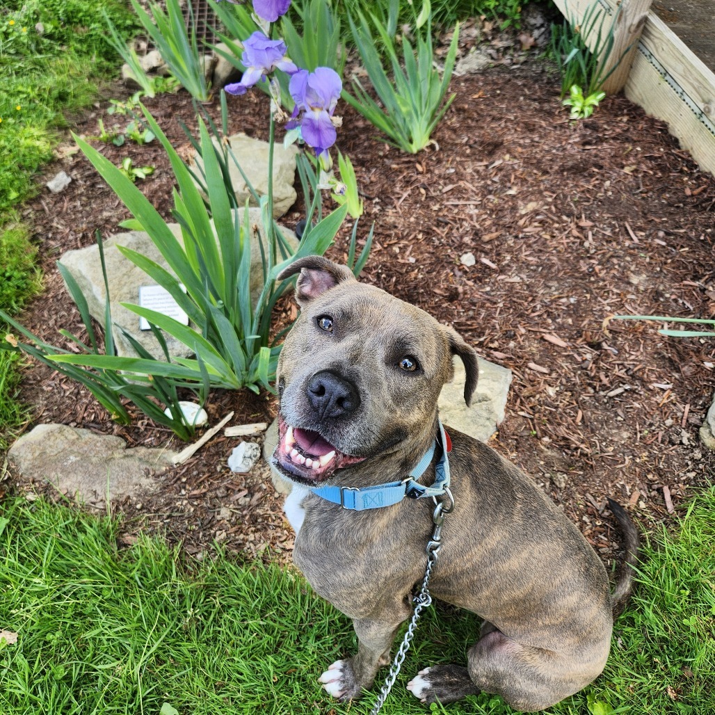 Sybil