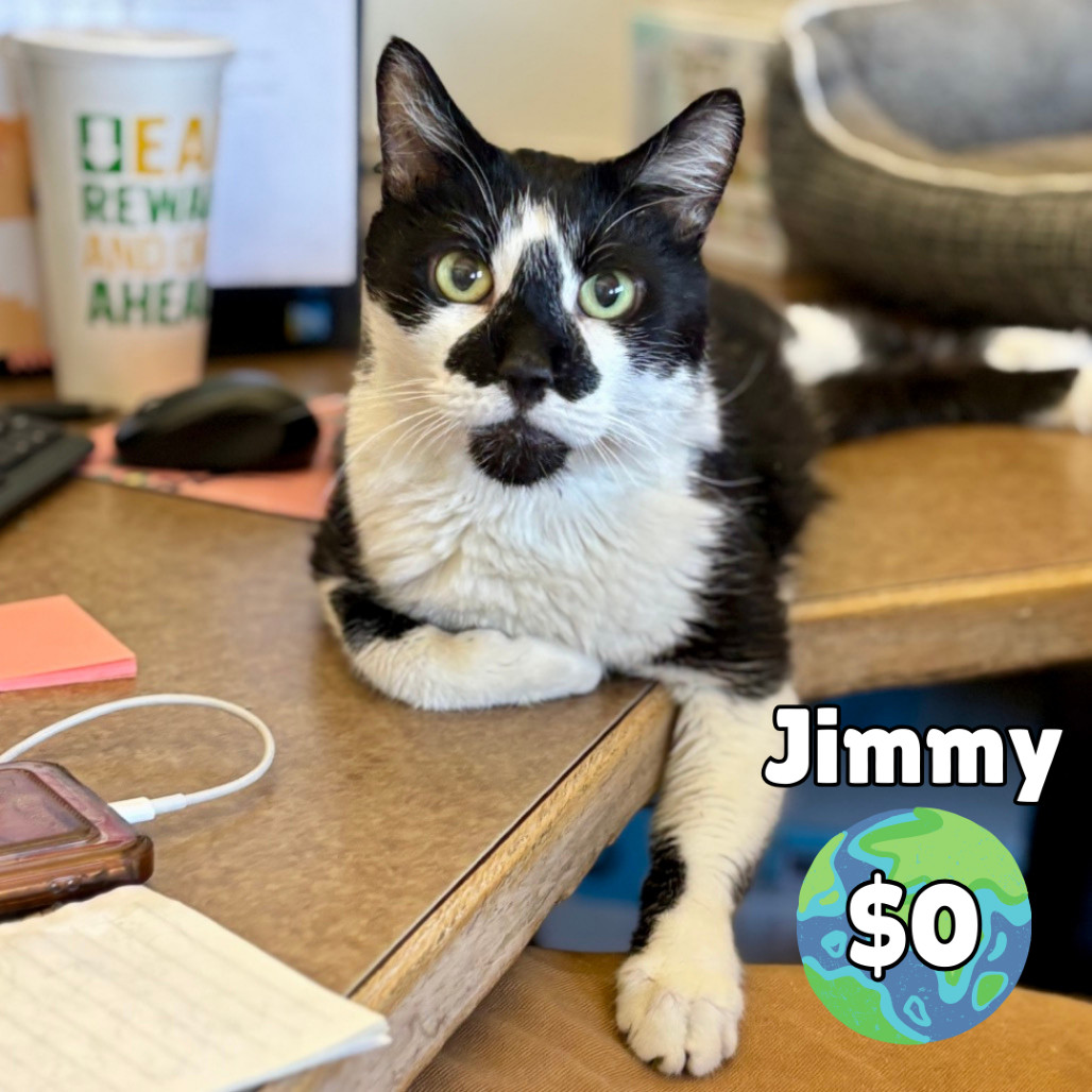 Jimmy, an adoptable Domestic Short Hair in Glenwood Springs, CO, 81601 | Photo Image 1