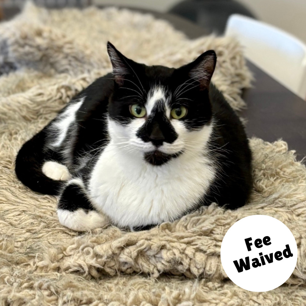 Jimmy, an adoptable Domestic Short Hair in Glenwood Springs, CO, 81601 | Photo Image 1