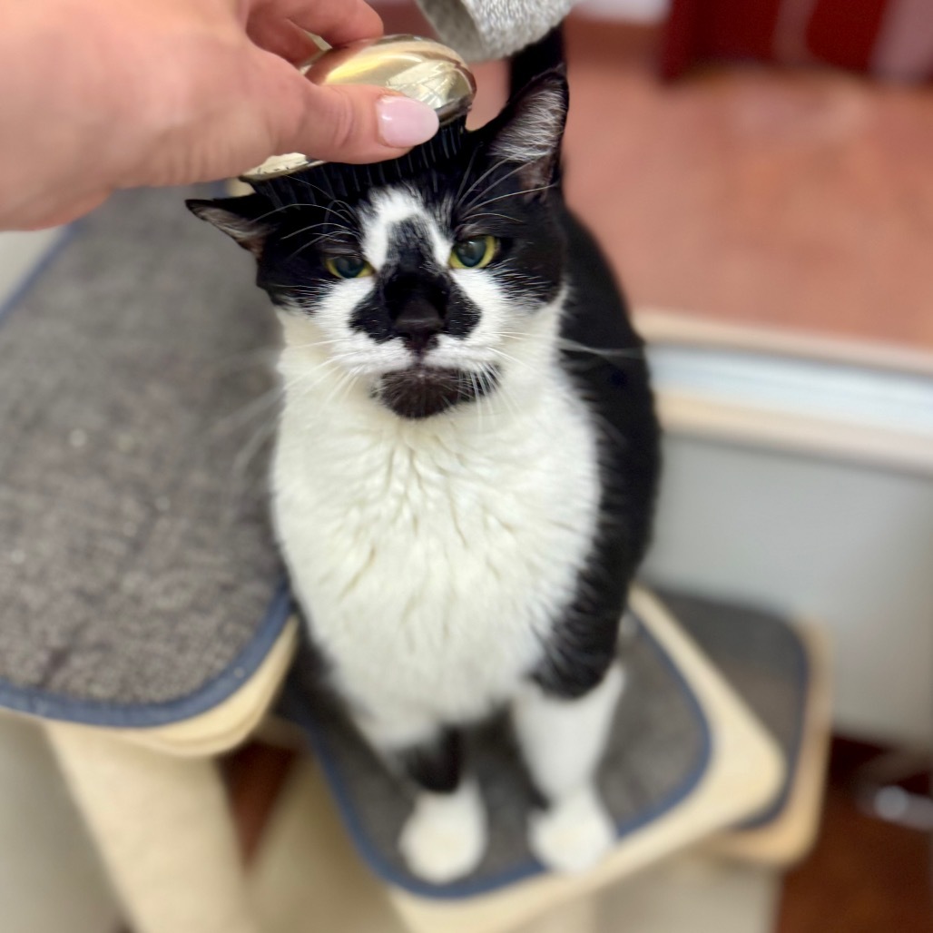 Jimmy, an adoptable Domestic Short Hair in Glenwood Springs, CO, 81601 | Photo Image 4