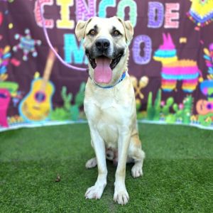 I WAS FOUND AT 2400 N STUDEBAKER RD LONG BEACH CA 90815 IN LONG BEACHMy adoption evaluation date 