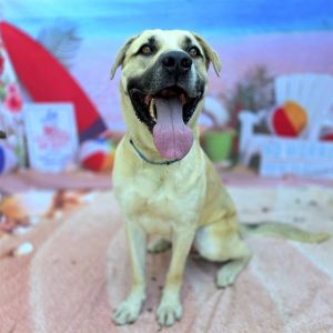 I WAS FOUND AT 2400 N STUDEBAKER RD LONG BEACH CA 90815 IN LONG BEACHMy adoption evaluation date 