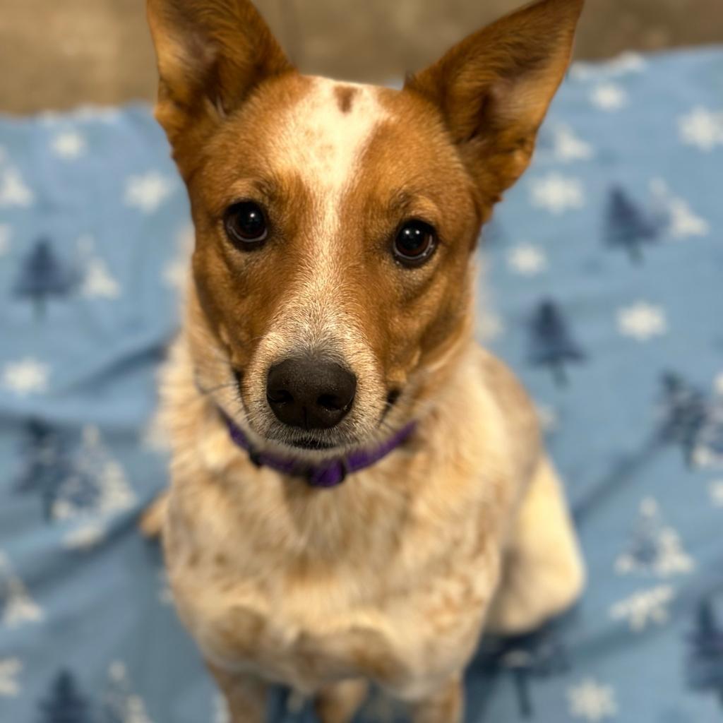 Sadie